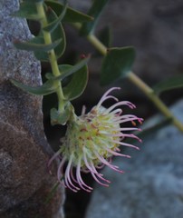 Leucospermum cordatum