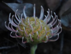 Leucospermum cordatum