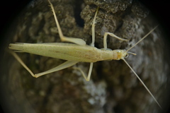 Oecanthus exclamationis