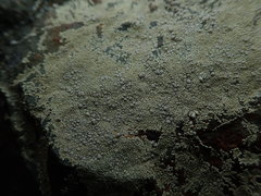 Lecanora rupicola