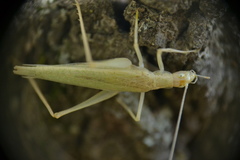 Oecanthus exclamationis