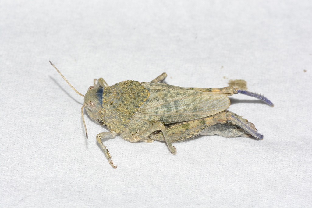Bryodema luctuosum