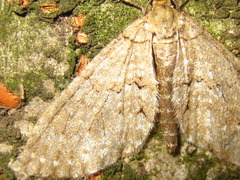 Trichopteryx grisearia