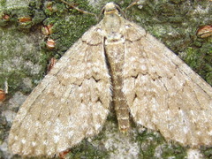 Trichopteryx grisearia