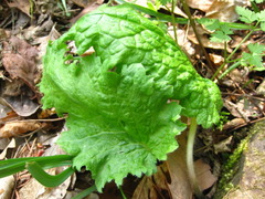 Primula sieboldii