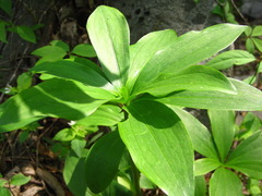 Lilium tsingtauense
