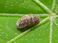 Drosicha corpulenta