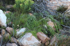 Leucospermum cordatum