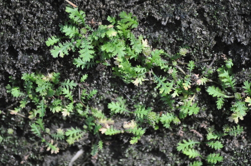 Image of Leptinella tenella by (c) Stephen Thorpe, some rights reserved (CC BY)