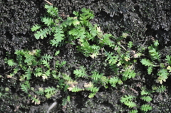 Leptinella tenella