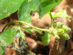 Anemonoides raddeana