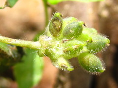 Anemonoides raddeana