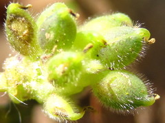 Anemonoides raddeana