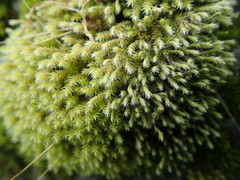Hedwigia stellata