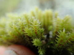Hedwigia stellata