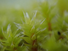 Hedwigia stellata
