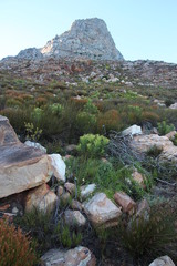 Leucospermum cordatum