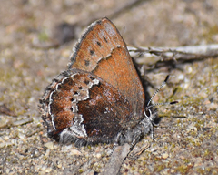 Callophrys mossii
