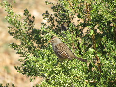 Zonotrichia leucophrys