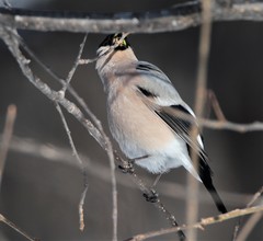 Pyrrhula pyrrhula cassinii