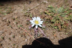 Hypochaeris echegarayi