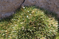 Oxychloe andina