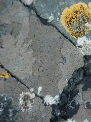 Arthonia phaeobaea