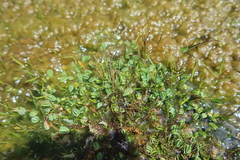 Alchemilla diplophylla
