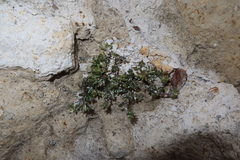 Weberbauera arequipa