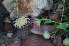 Leucospermum cordatum