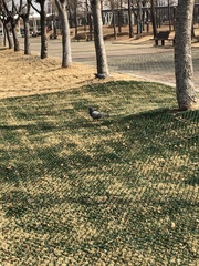 Columba livia domestica