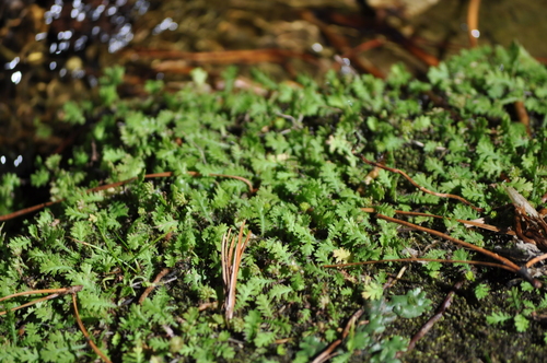 Image of Leptinella tenella by (c) Stephen Thorpe, some rights reserved (CC BY)