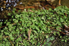 Leptinella tenella