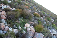Leucospermum cordatum