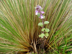 Stachys elliptica