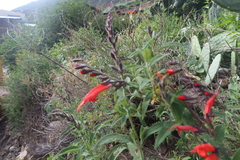 Salvia haenkei