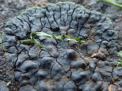 Hydropunctaria maura