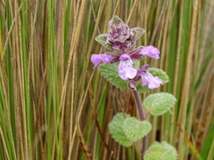 Stachys elliptica