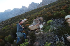 Leucospermum cordatum