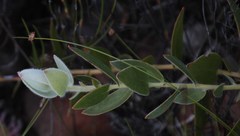 Leucospermum cordatum