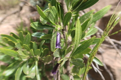 Dunalia spinosa