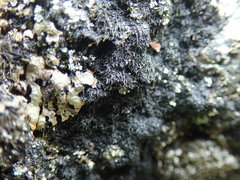 Pseudephebe pubescens