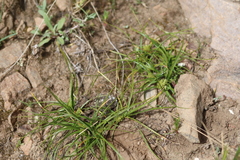 Cyperus seslerioides