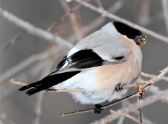 Pyrrhula pyrrhula cassinii