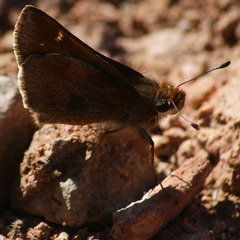 Lon melane vitellina