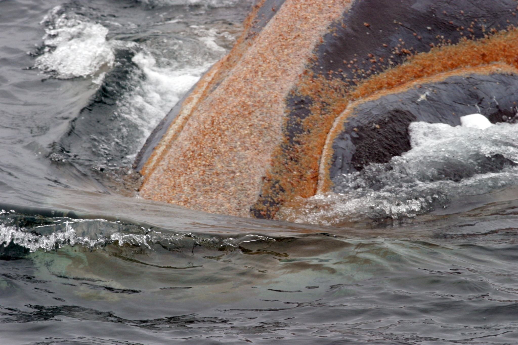 Parásitos de las ballenas