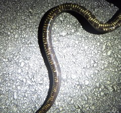 Nerodia fasciata × clarkii