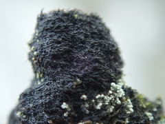 Pseudephebe pubescens