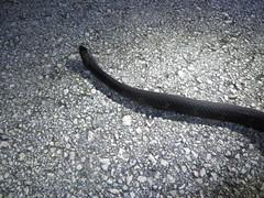 Nerodia fasciata × clarkii