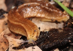 Chlamydephorus sexangulus